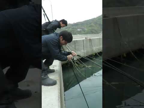 FIVE STAR 鱗殻 220 りんかく かぶせ釣り 筏釣り コブダイ 石鯛 チヌ